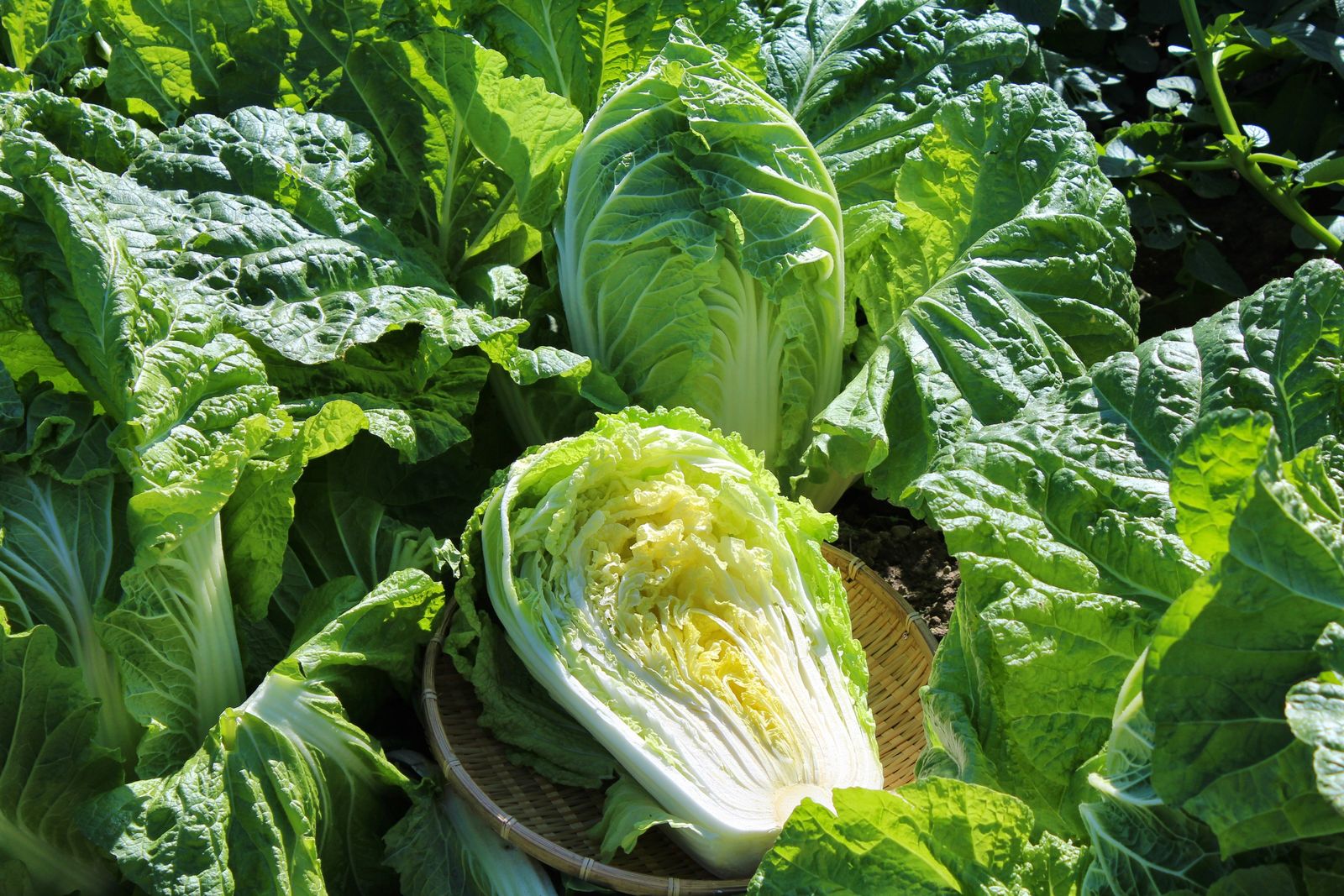 Asiatisches Gemüse für den Anbau im Garten - Plantura