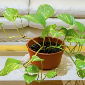 Gurken: Hintergründe, Anbau, Ernte & Konservierung - Plantura