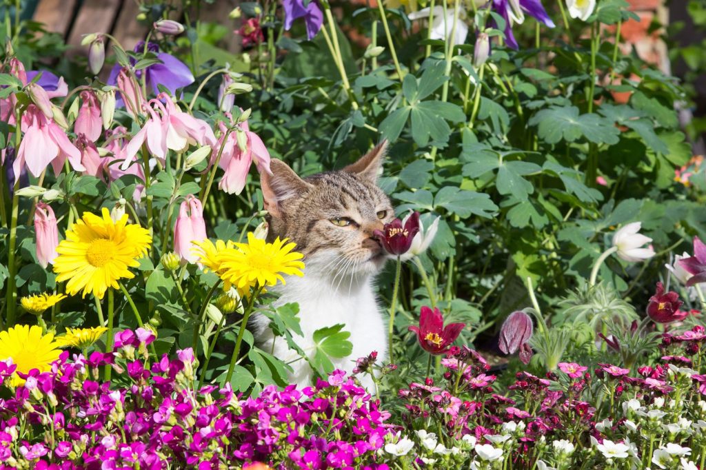 Katze im Blumenbeet schnuppert an Blüte