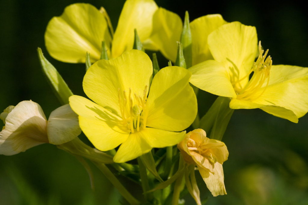 Naturkosmetik aus dem Garten