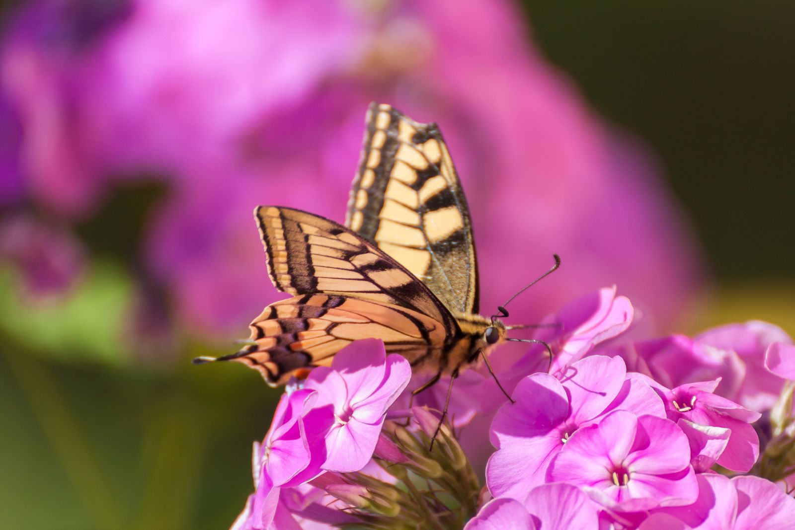 Phlox: Experten-Tipps zum Pflanzen, Pflegen & Vermehren
