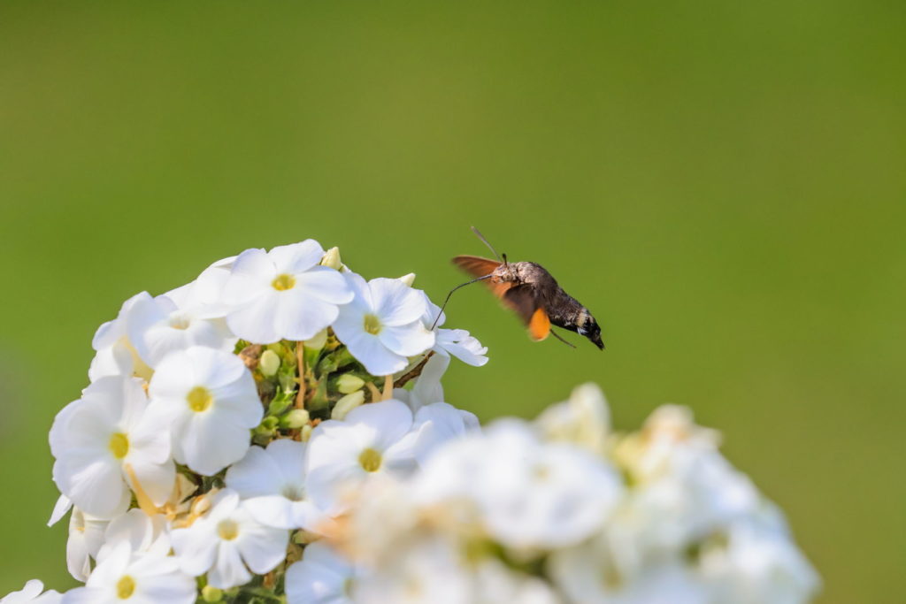 Phlox weiß Taubenschwänzchen