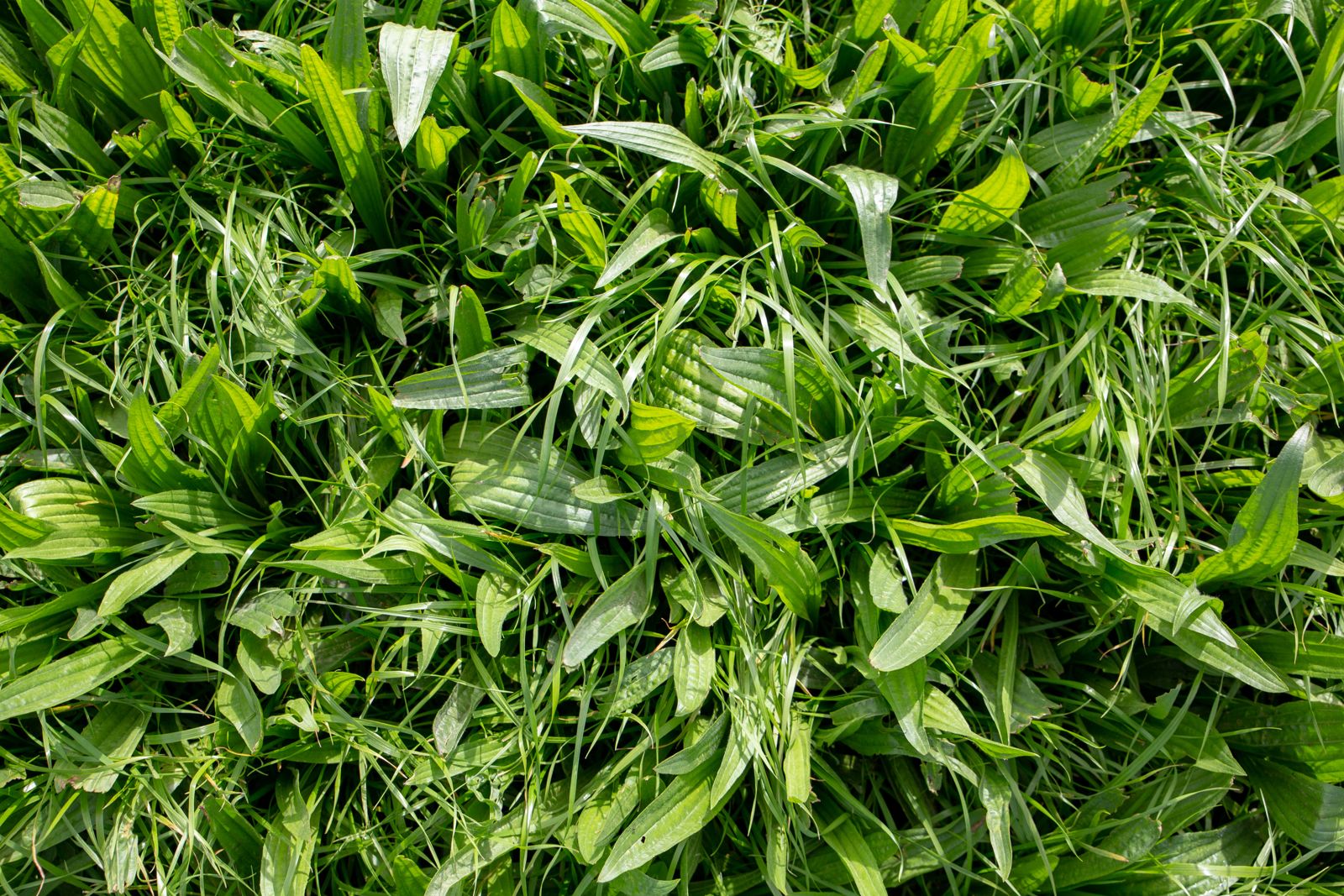 Spitzwegerich Die Heilpflanze aus dem Garten Plantura