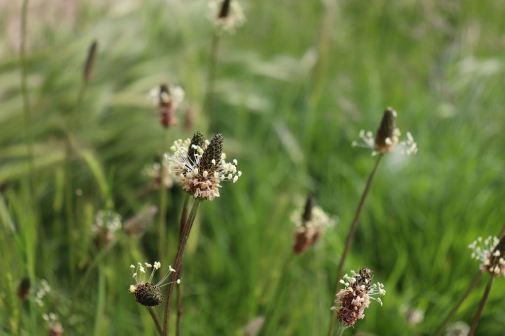 Spitzwegerich Blüten Wiese nah