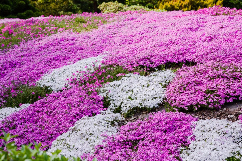 Phlox Bodendecker Einpflanzen