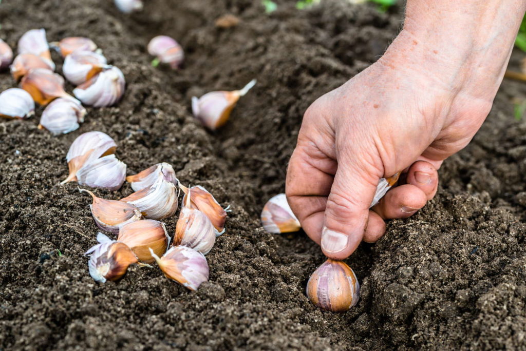 Zehen des Elefantenknoblauch werden händisch in Erde gesetzt