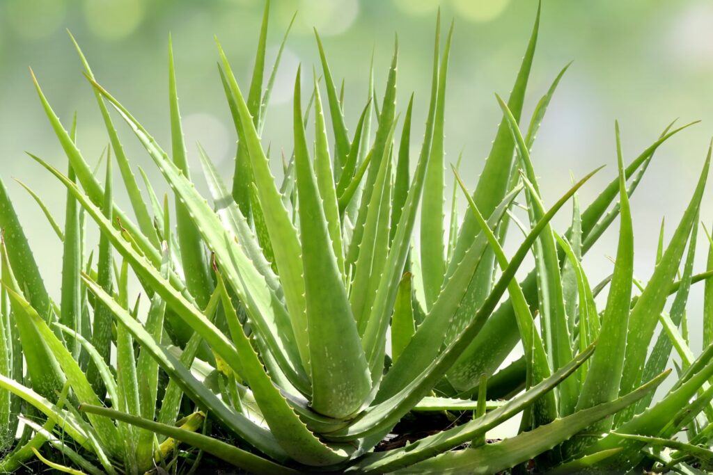 Aloe vera Pflanze