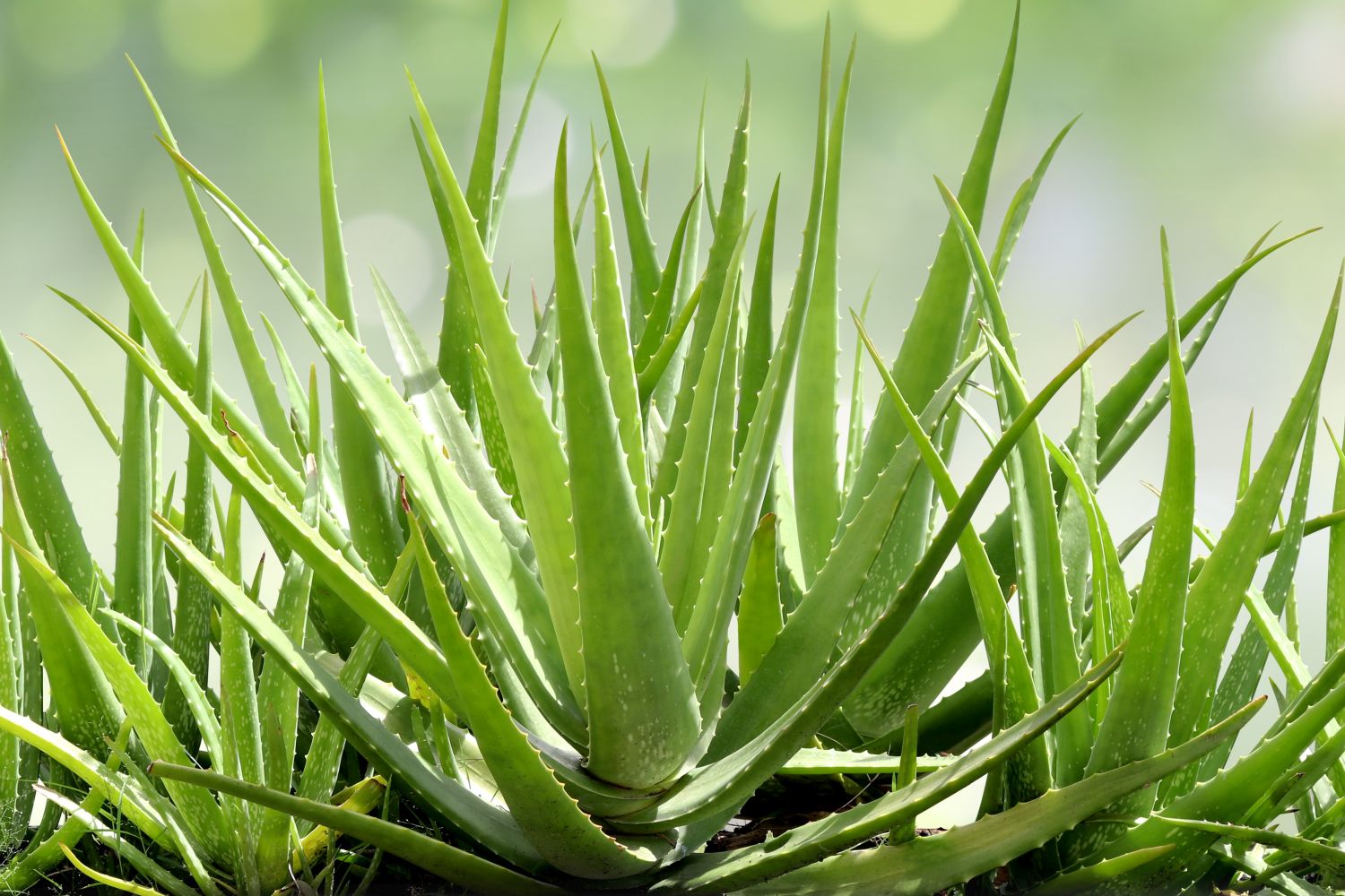 Aloe vera pflanzen & vermehren Plantura