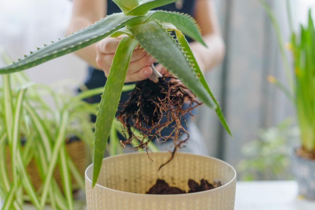 Aloe vera wird in Topf gepflanzt