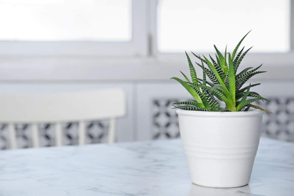 Aloe Vera im Topf am Fenster