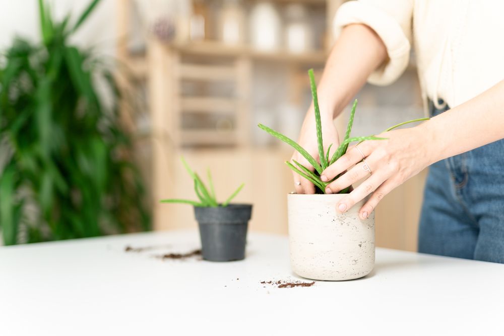 Aloe Vera in großen Topf umgetopft