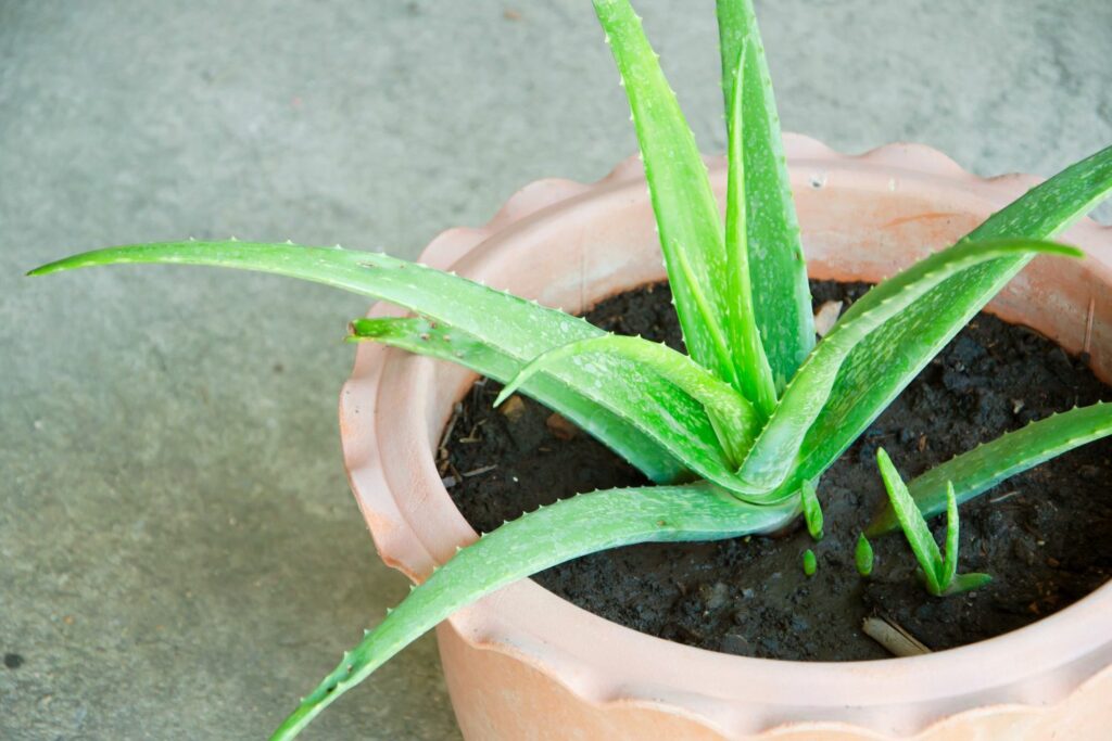 Aloe vera mit Kindeln