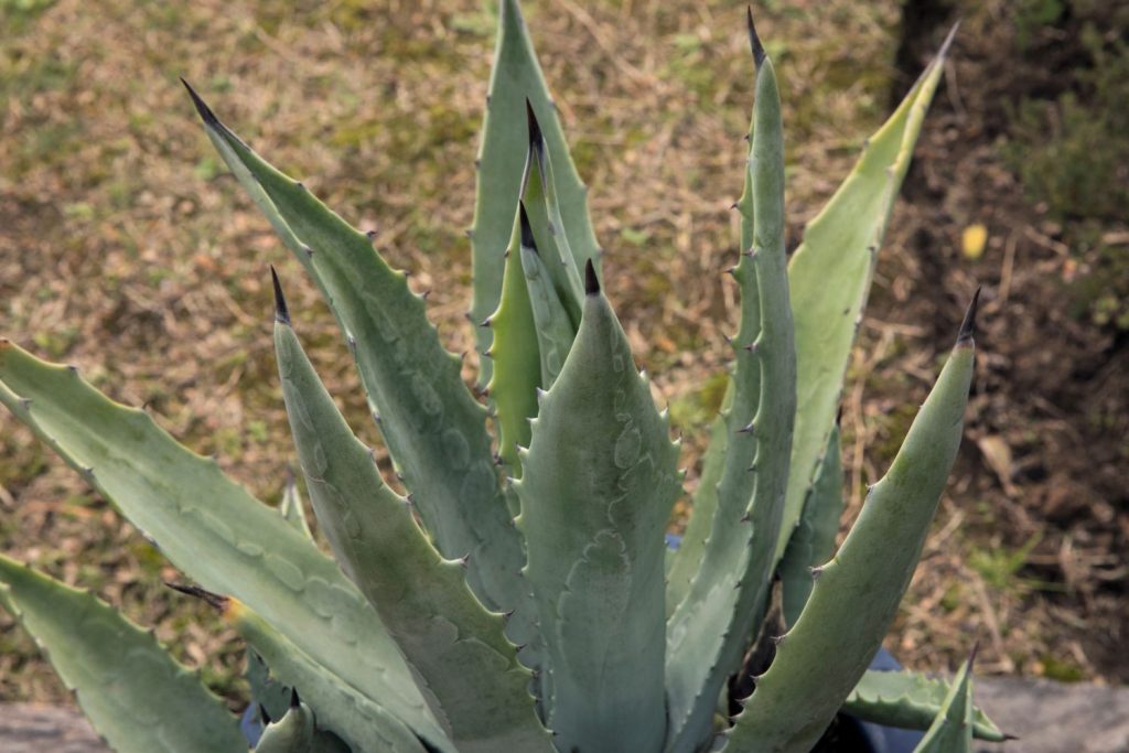 Agave