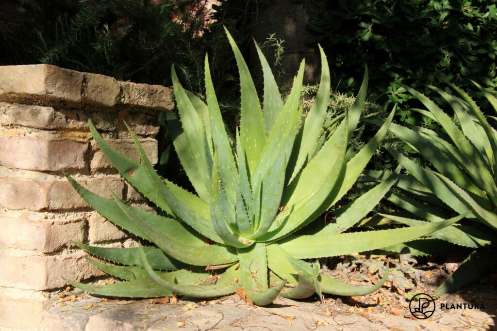 Aloe vera an sonnigem Standort