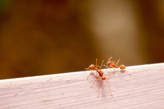 Ameisen in Haus oder Wohnung: Ursachen & Bekämpfung