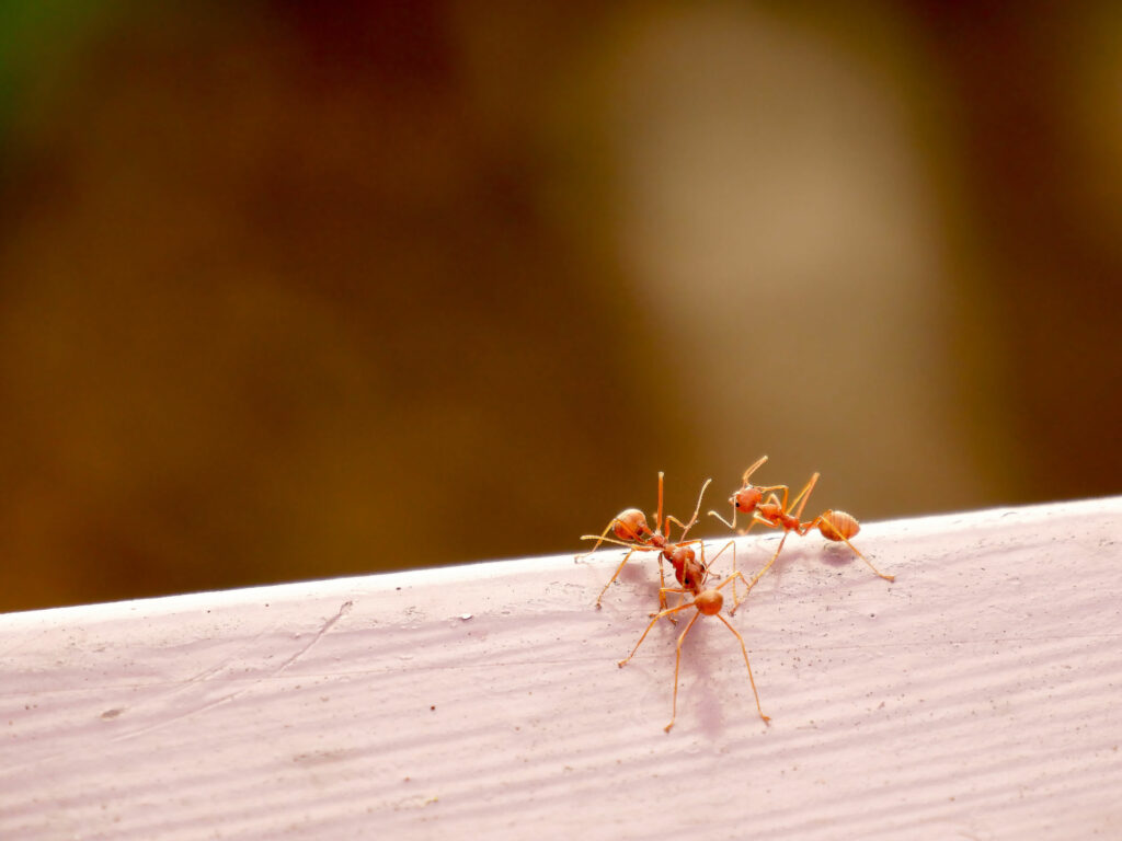 Rote Ameisen krabbeln auf Holz 