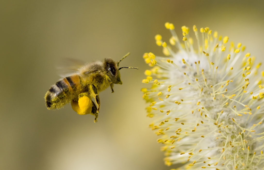 Biene fliegt mit Pollenhöschen auf eine Blüte zu