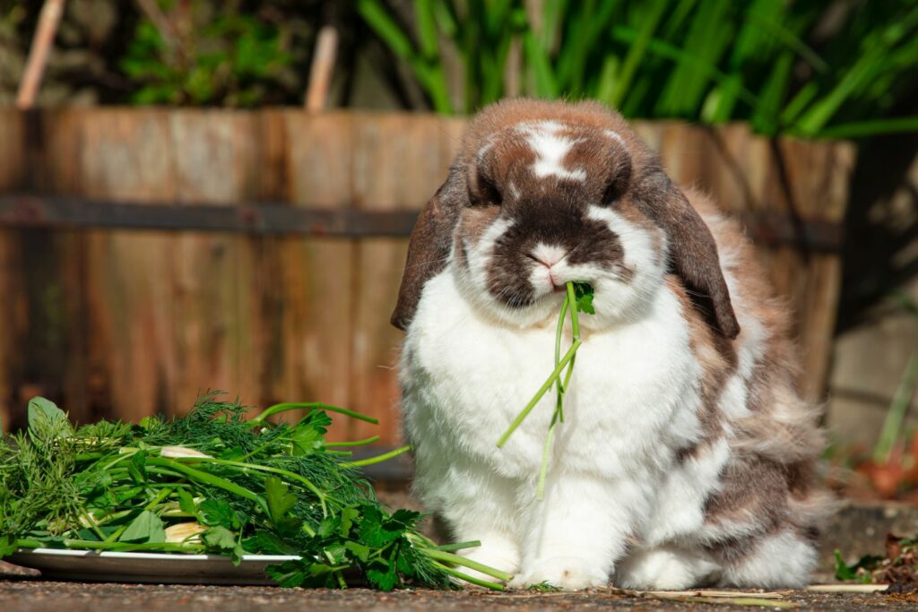 Fressendes Kaninchen
