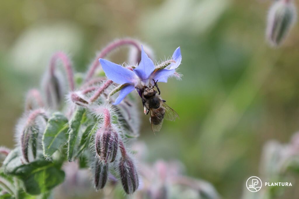 insektenfreundlicher Borretsch