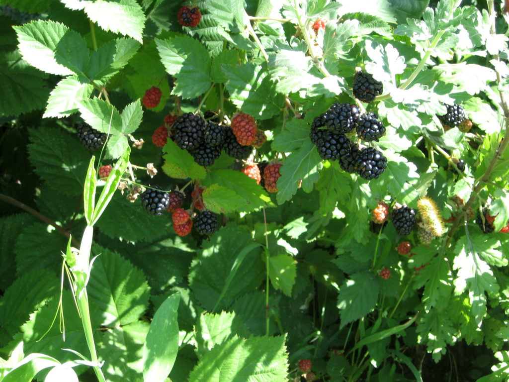 Reife Brombeeren am Strauch