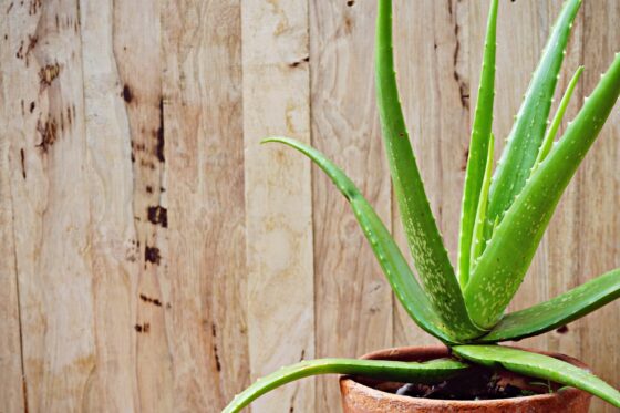 Aloe vera: Standort, Pflanzen & Vermehren der Echten Aloe