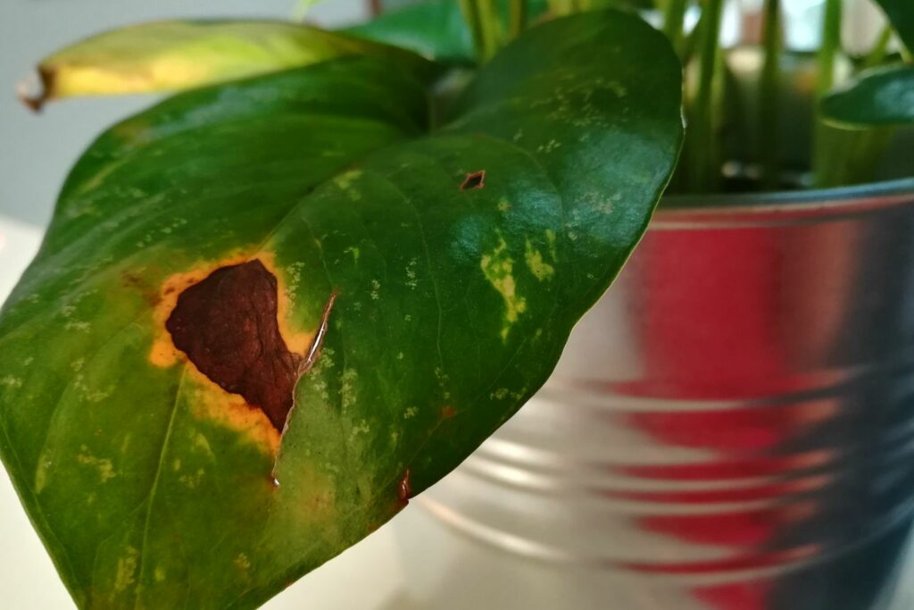 Efeutute mit braunen Flecken
