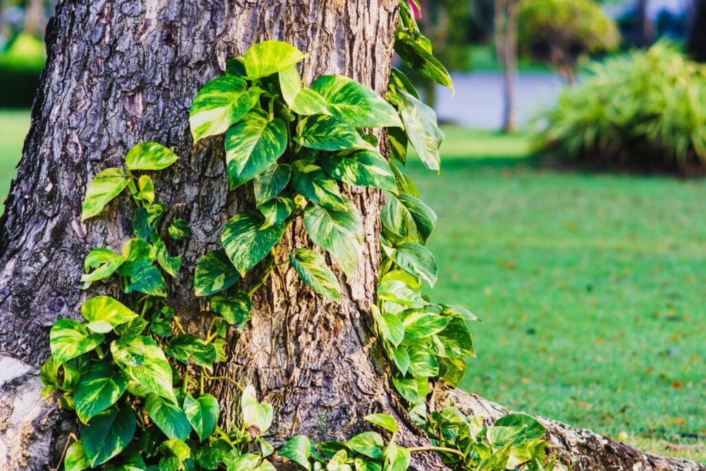 Efeutute an Baum
