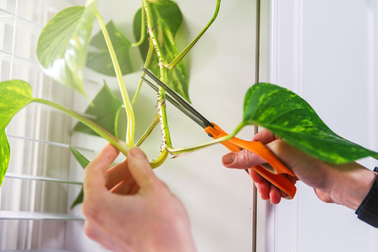 Efeutute vermehren Ableger & Stecklinge Plantura