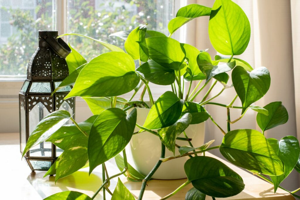 Efeutute am Fenster