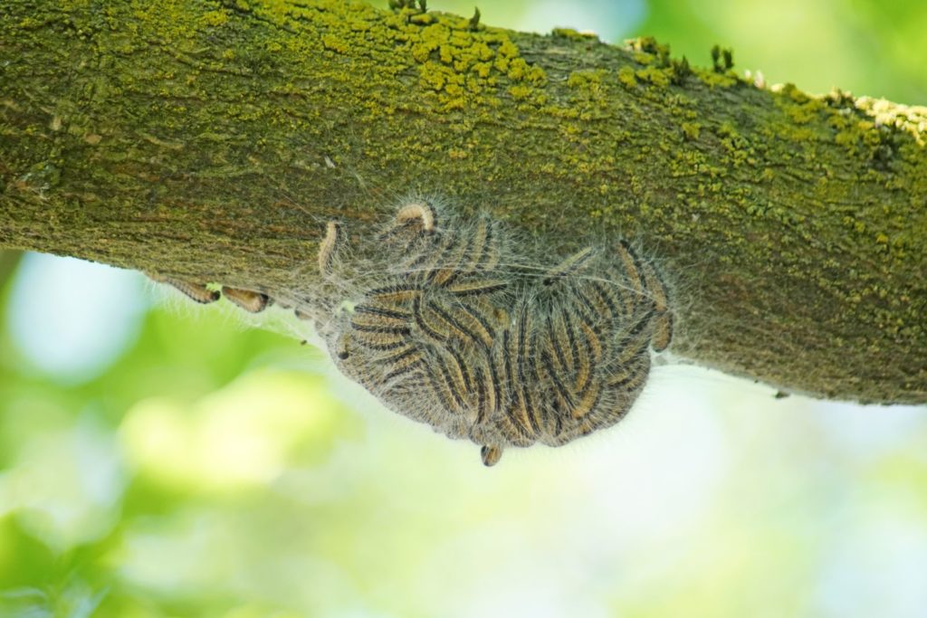Eichprozessionsspinner sitzen im Nest unter Ast