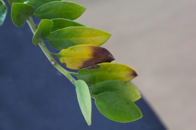 Gelbe Blätter bei der Zamioculcas: Ursachen & Behandlung