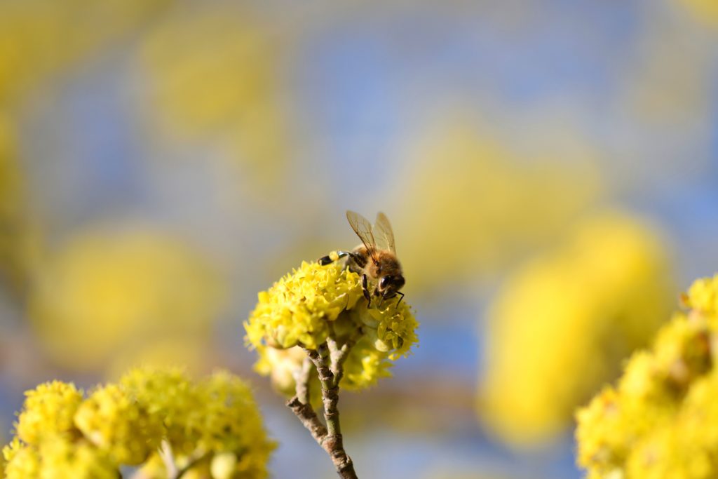 Biene sitzt auf Blüte der Kornelkirsche