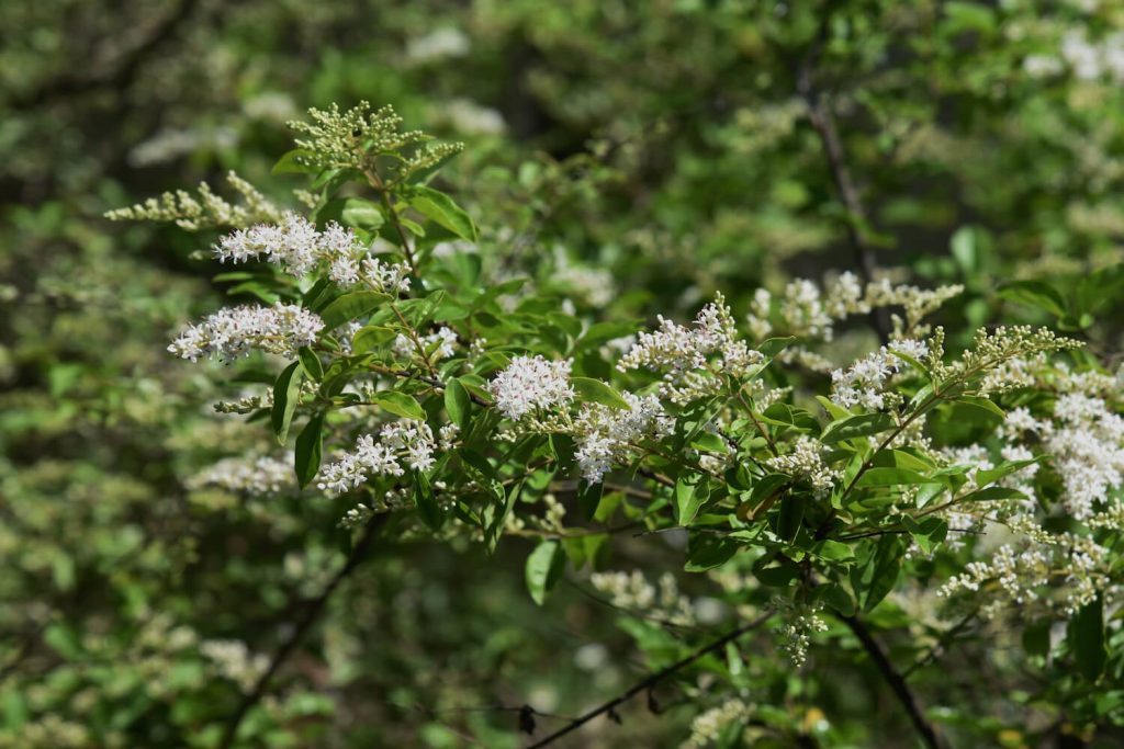 Weiße Ligusterblüten