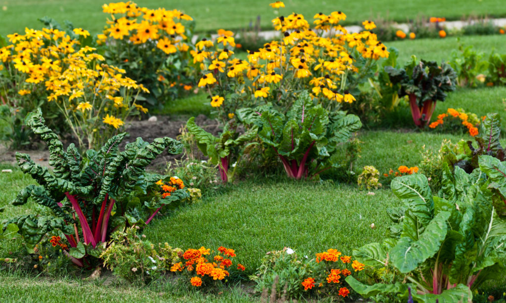 Mangold mit Blumen im Garten