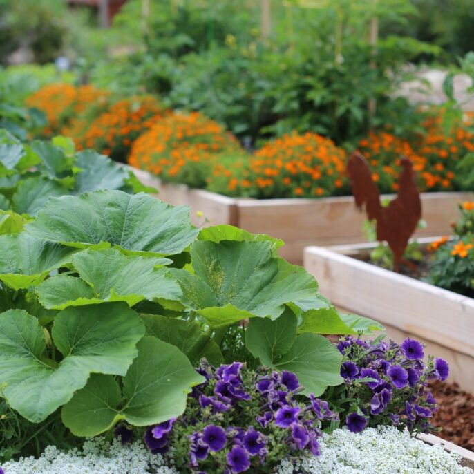 Pflanznachbarn: Warum man Blumen in sein Gemüsebeet pflanzen sollte