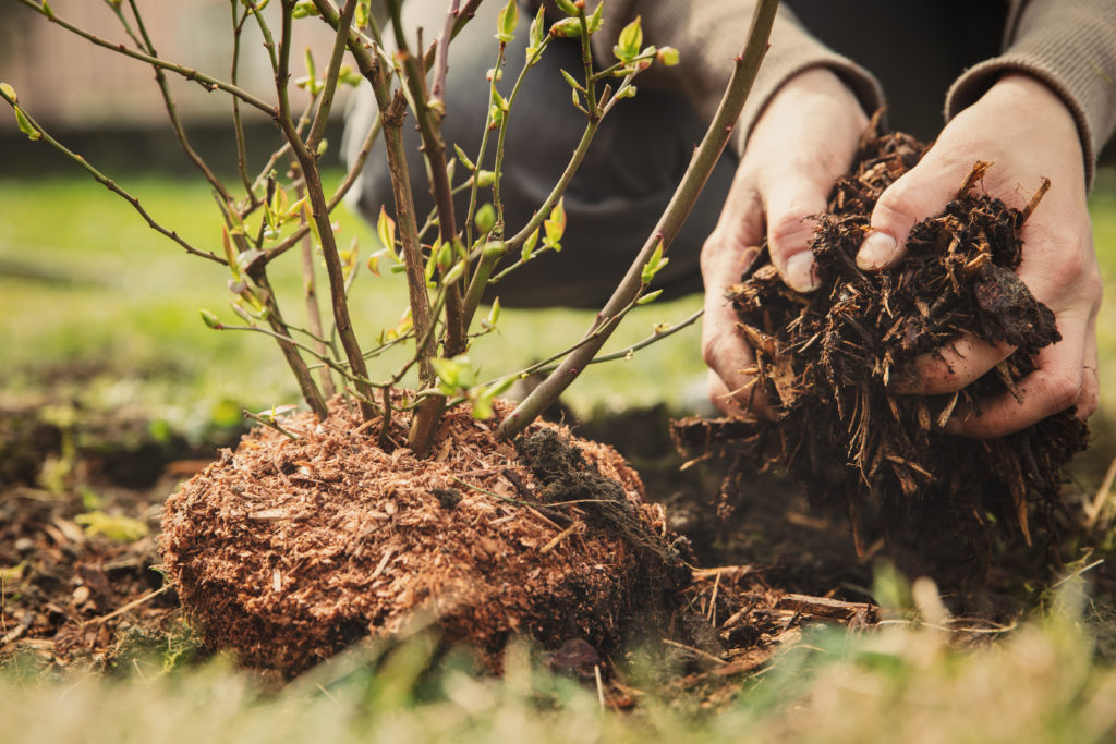 Beerenstrauch mit Mulchschicht per Hand ausgebracht