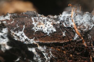 Mykorrhiza-Dünger: Eigenschaften, Wirkung & Anwendung