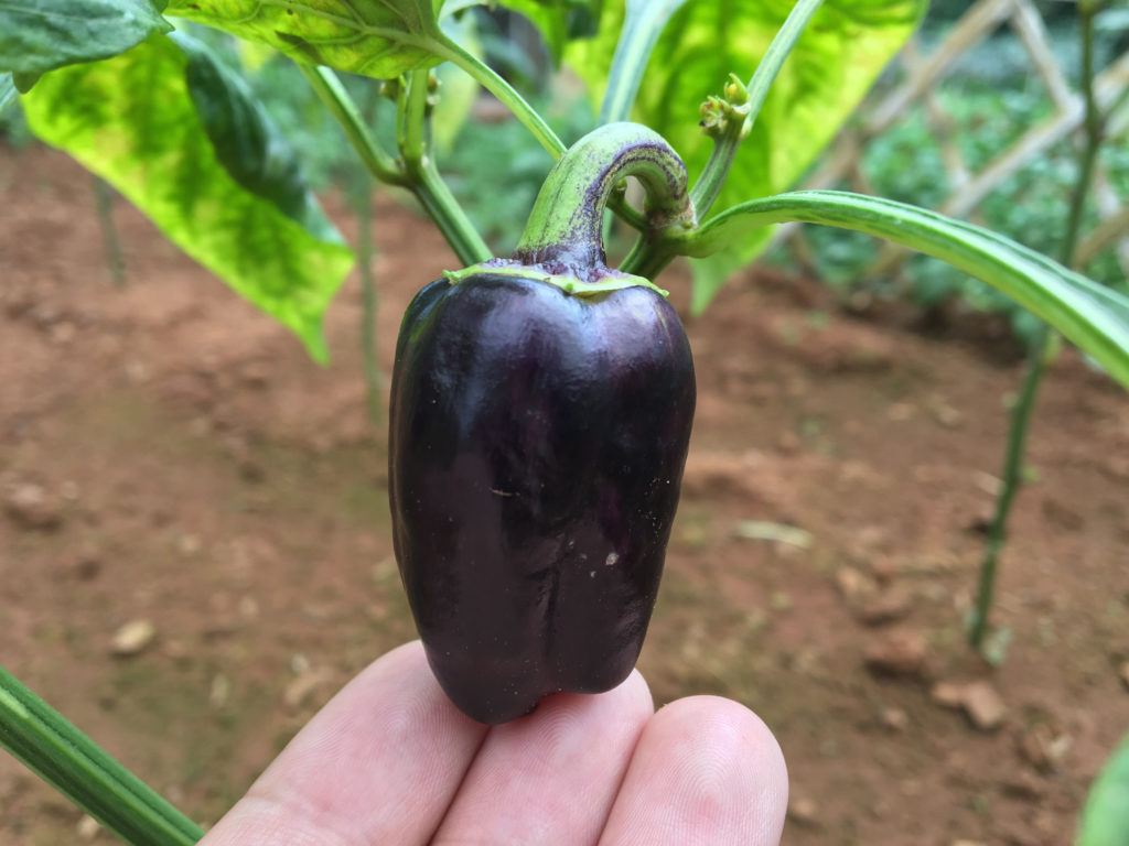 Lila Minipaprika an der Pflanze im Garten