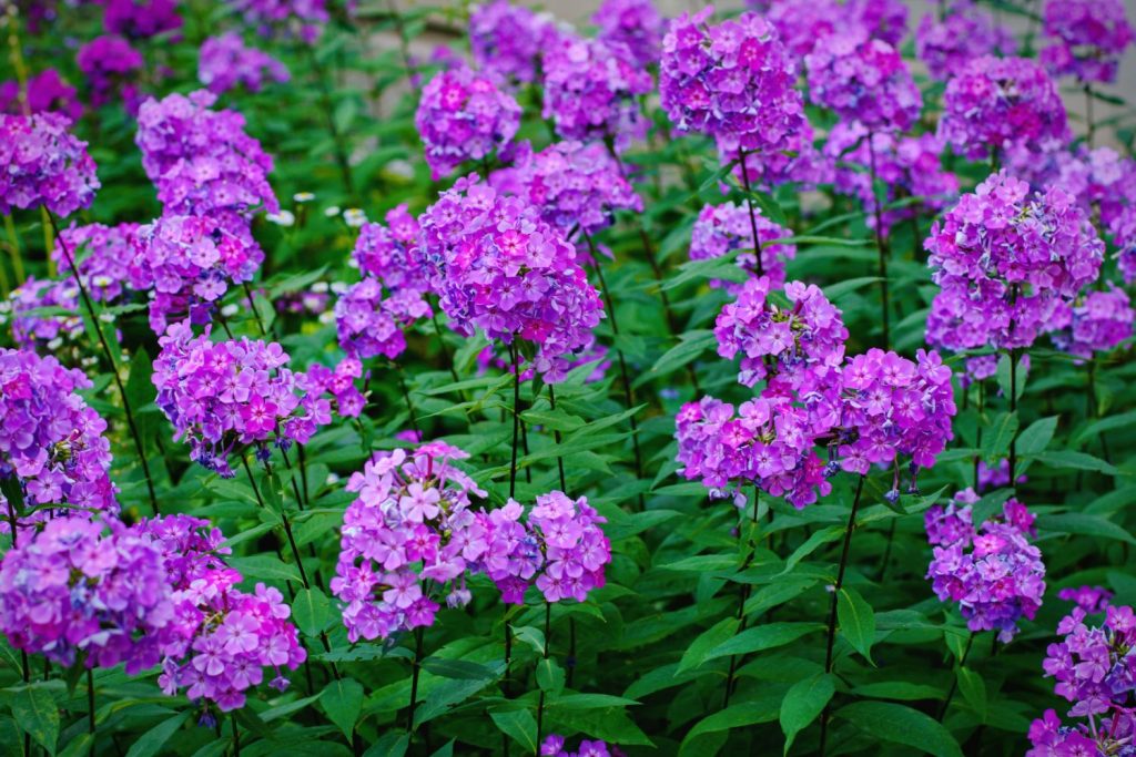 Violette Phlox-Blüten