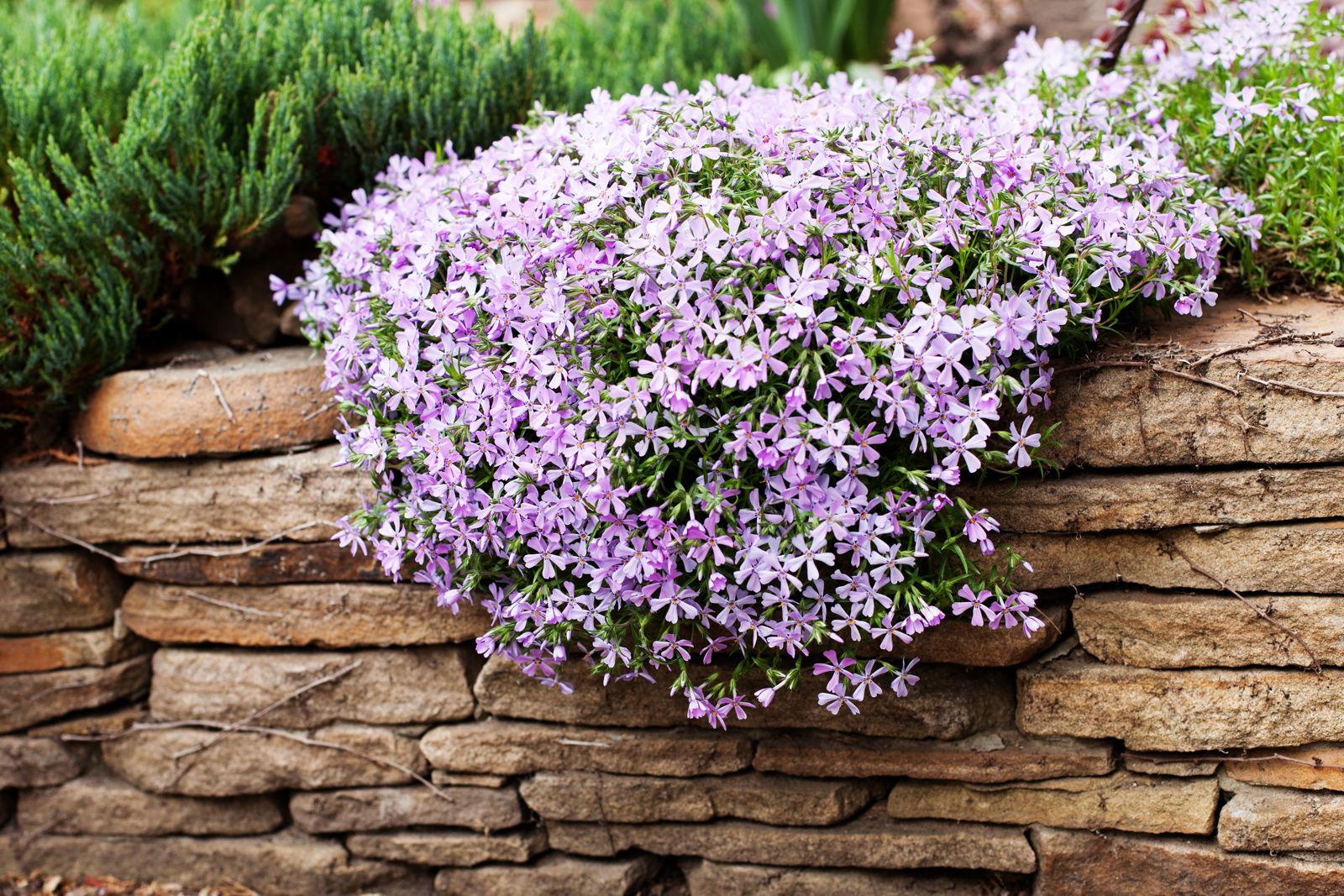 Phlox douglasii: Alles zum Pflanzen & Pflegen des Polster-Phlox