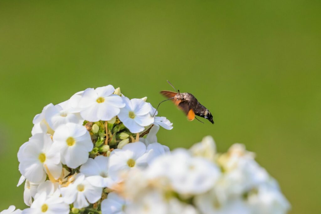 Ein Schmetterling auf der Phloxpflanze