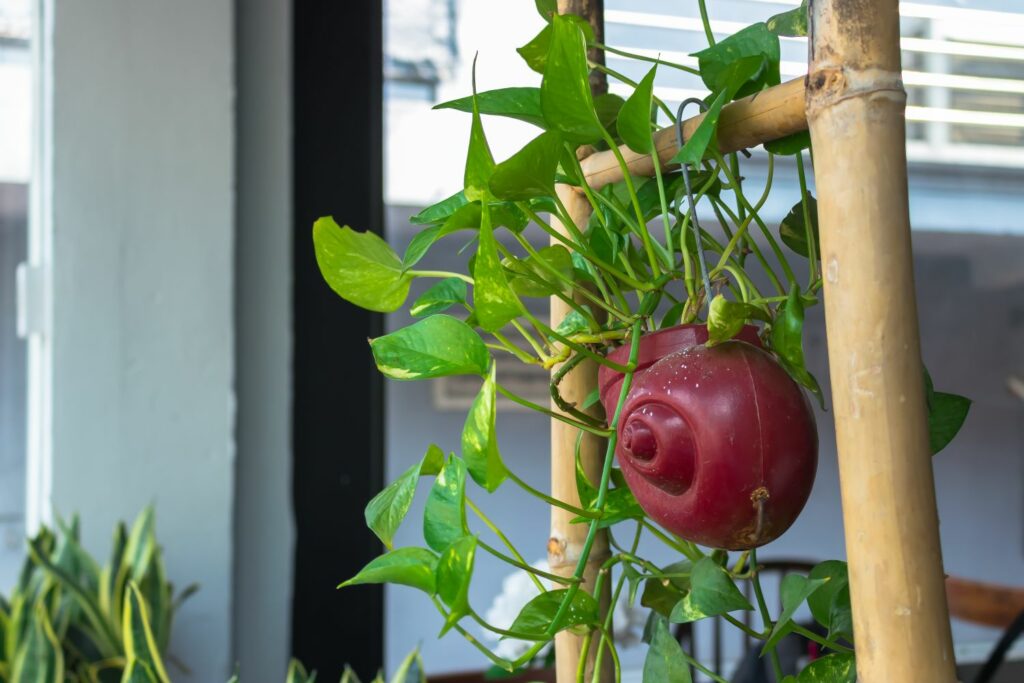 Efeutute in einer Blumenampel