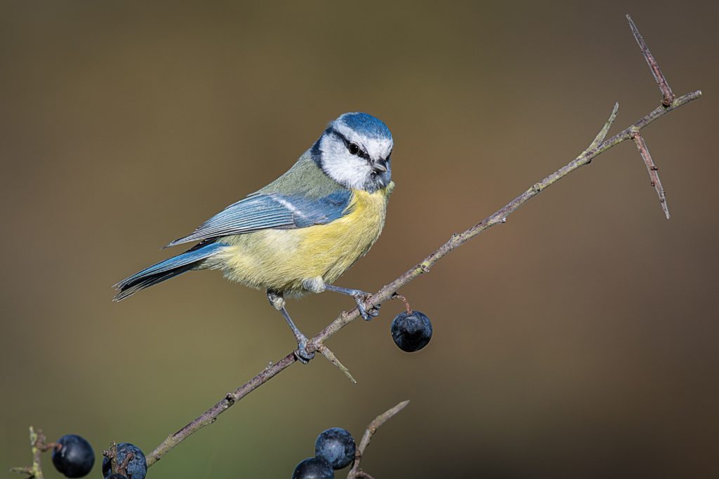 Blaueise auf Zweig der Schlehe mit Beeren