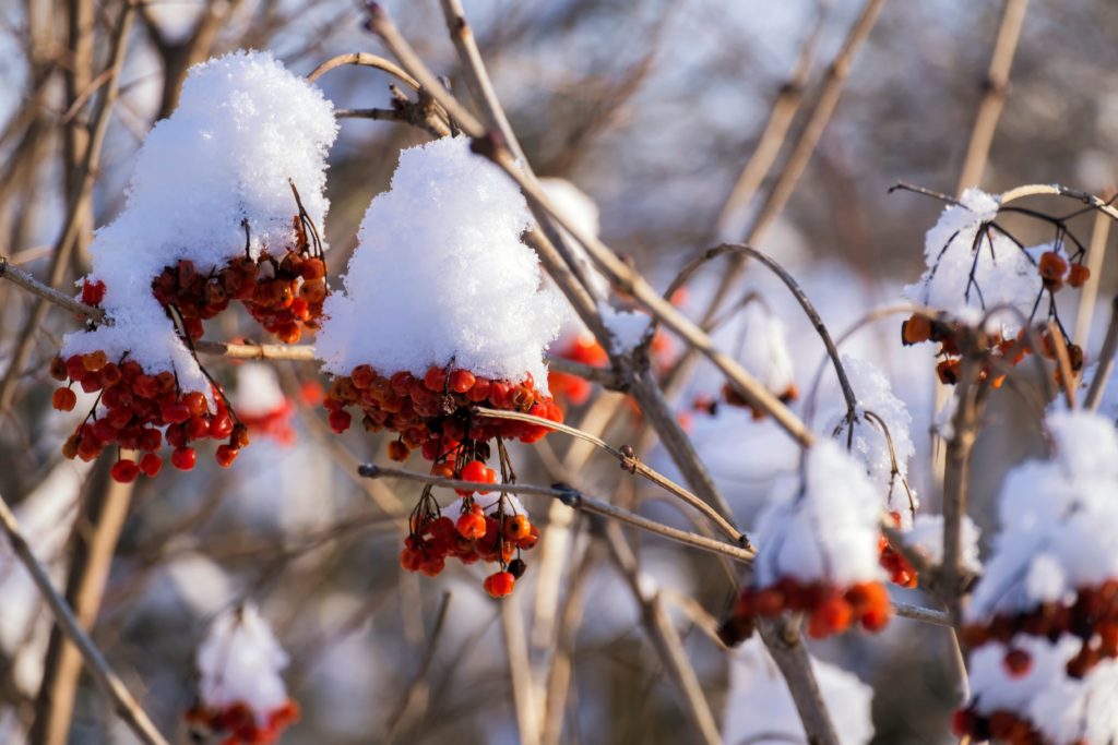 Beeren des Gewöhnlichen Schneeballs im Winter