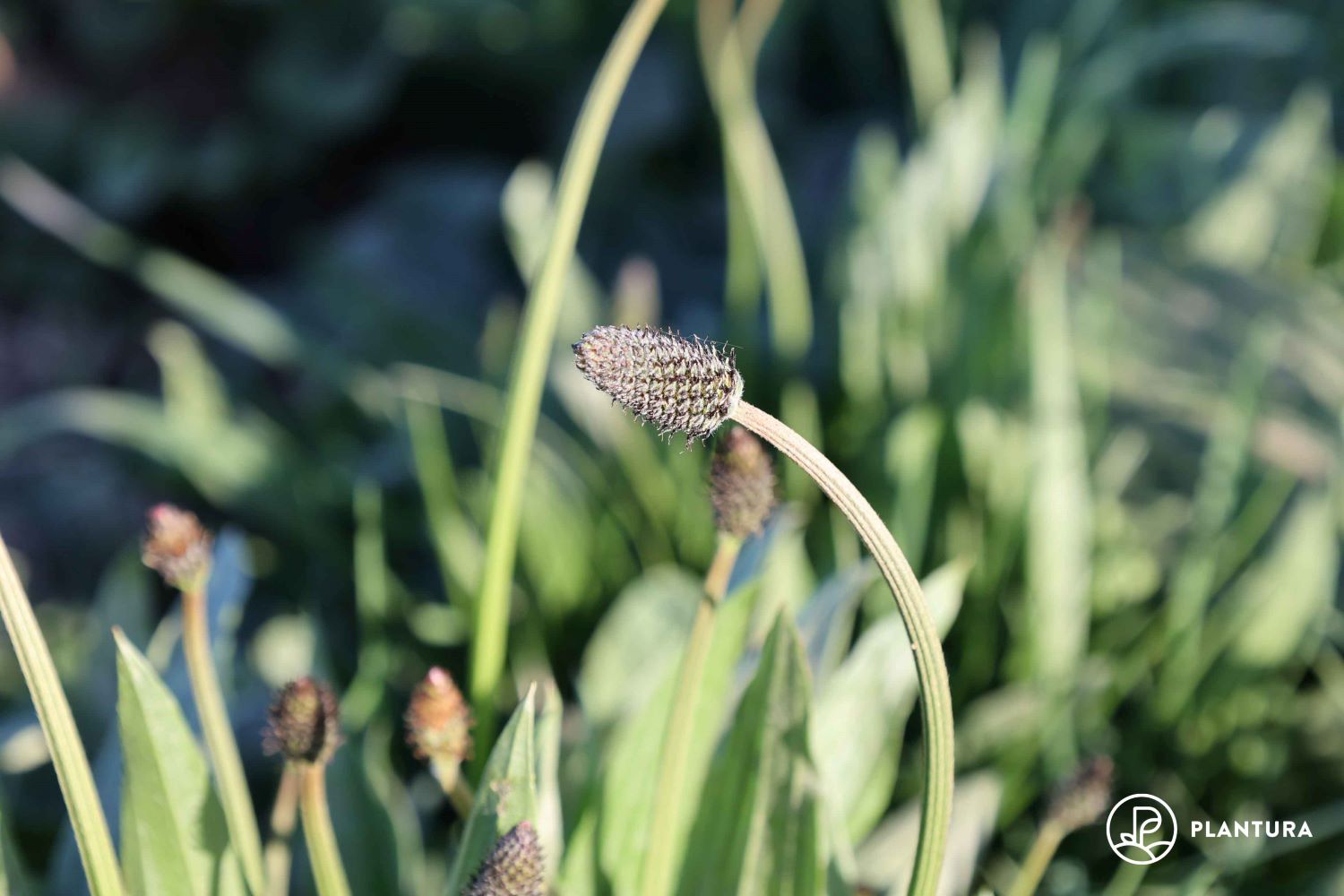 Spitzwegerich: Die Heilpflanze aus dem eigenen Garten