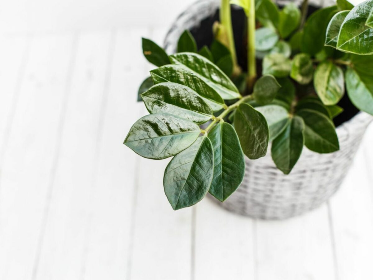 Zamioculcas pflegen: Schneiden, Gieen & Dngen - Plantura
