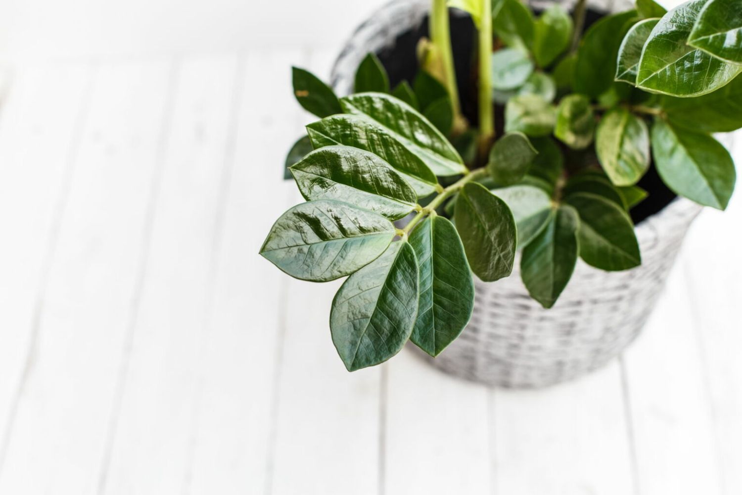 Zamioculcas pflegen: Gießen, Schneiden & Düngen der Glücksfeder