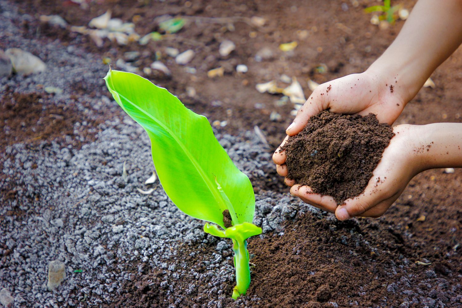 Bananen düngen: Wann, wie & womit?