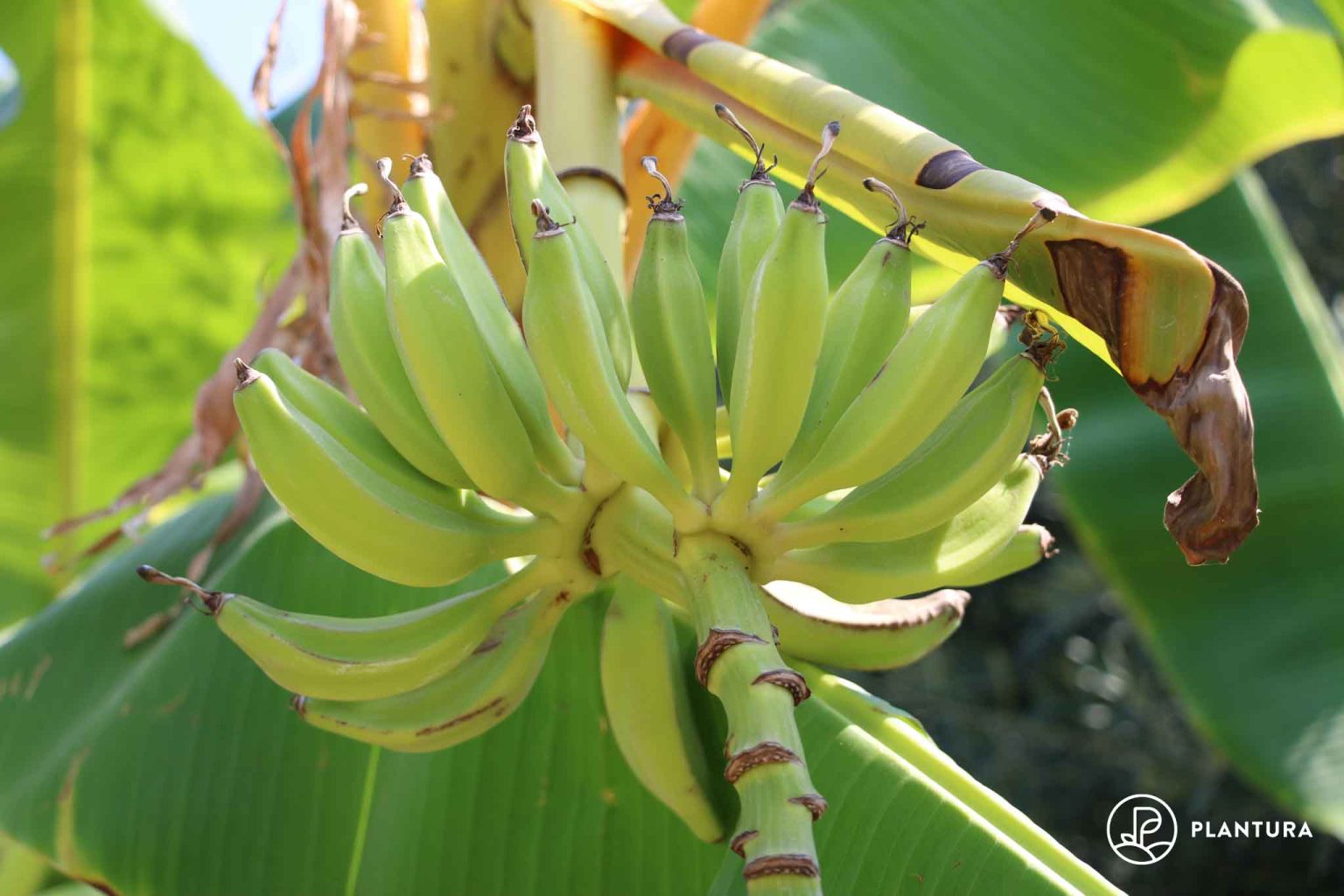 Bananen düngen Wann, wie & womit? Plantura