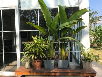 Bananenpflanze im eigenen Garten pflanzen & pflegen